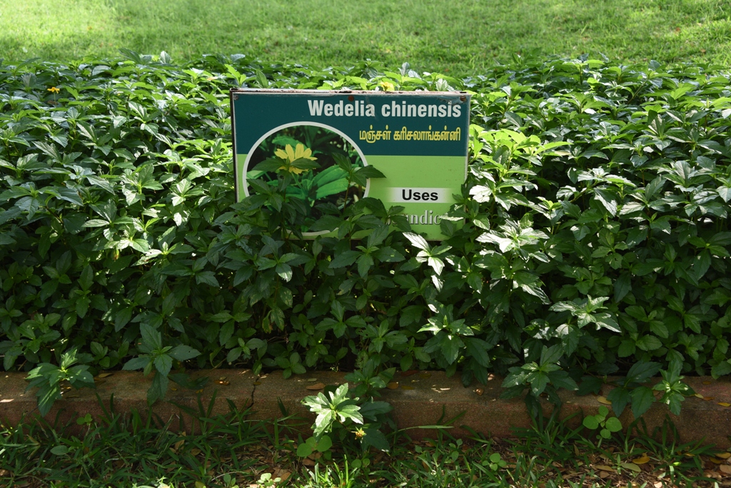 Wedelia Chinensis