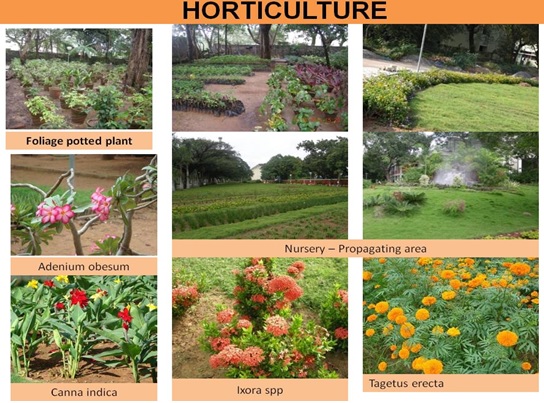 horticulture