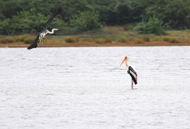 Grey Heron