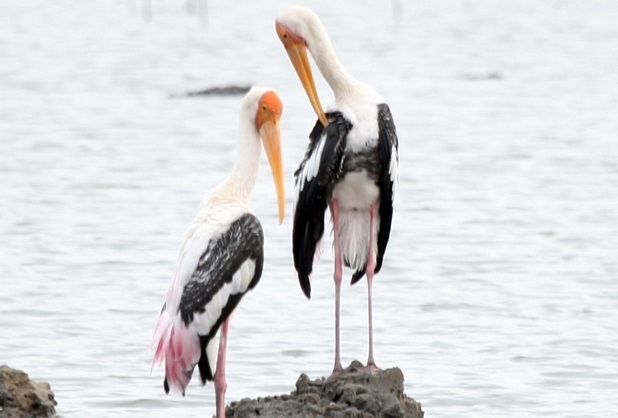 Birds at IGCAR Campus