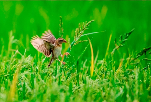 Baya Weaver