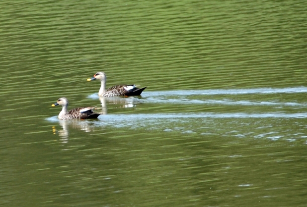 Spot Billed Duck