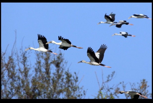 Asian Openbill