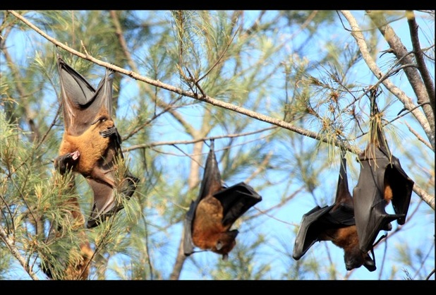 Flying Fox