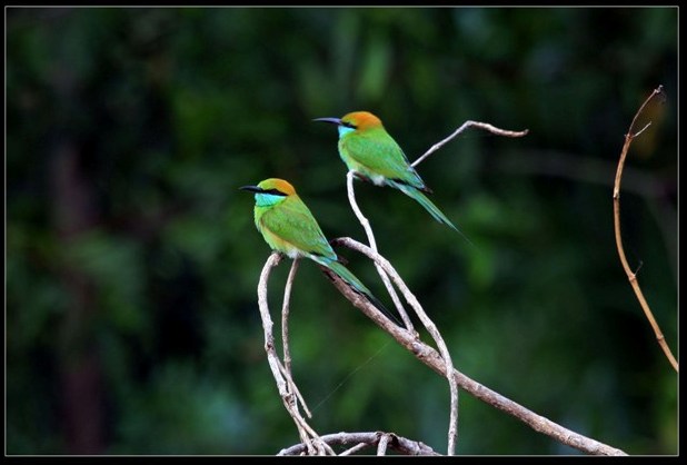 Bee Eater