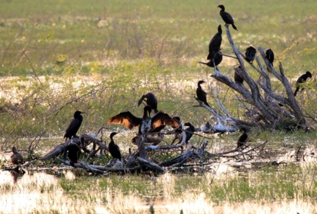 Little Cormorant