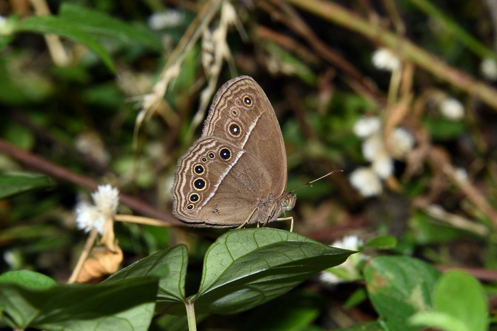 Common Bushbrown