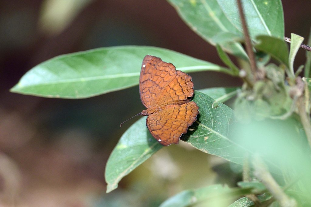 Butterflies at IGCAR Campus