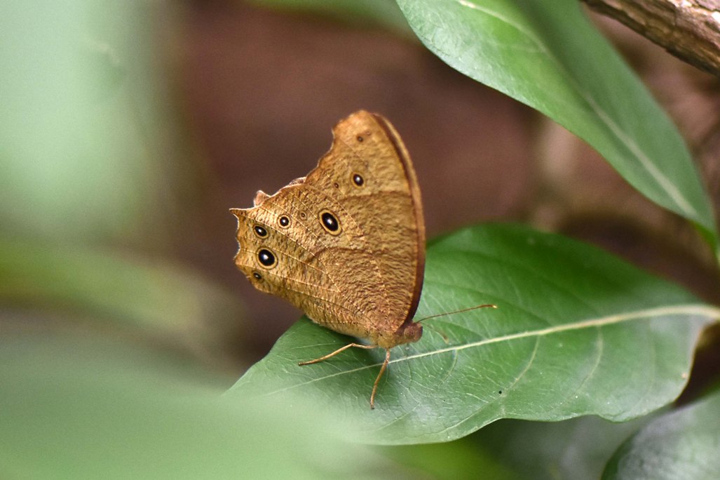 Common Evening Brown