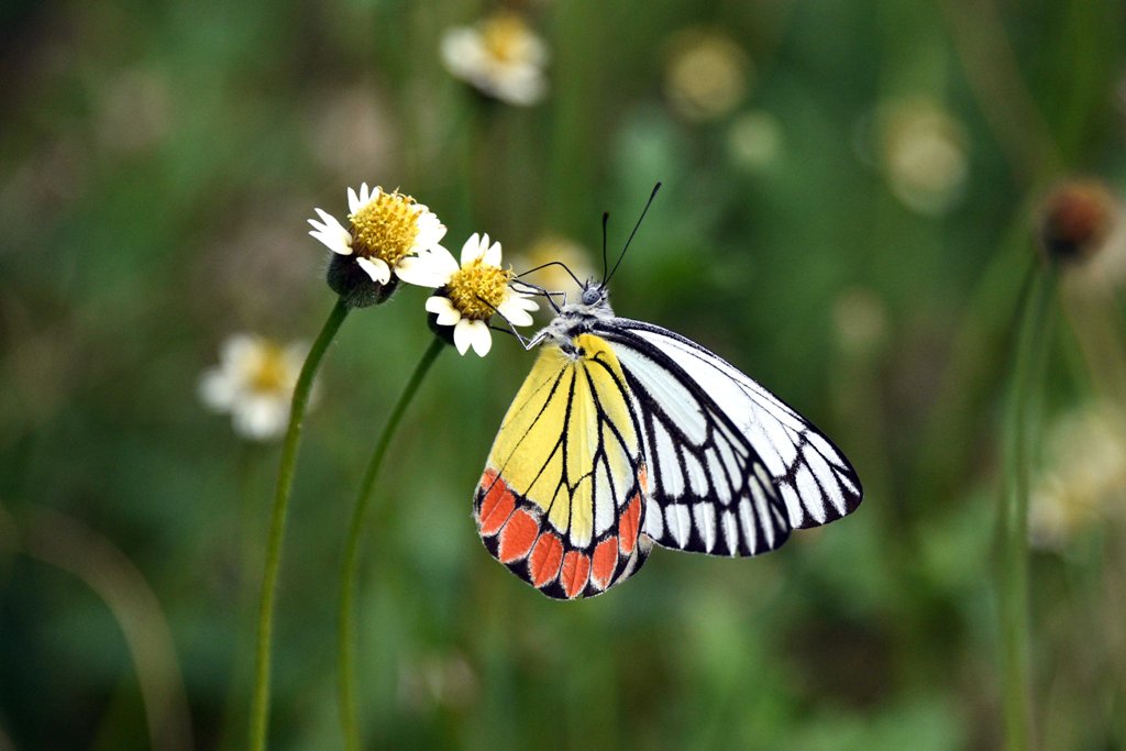 Common Jezebel