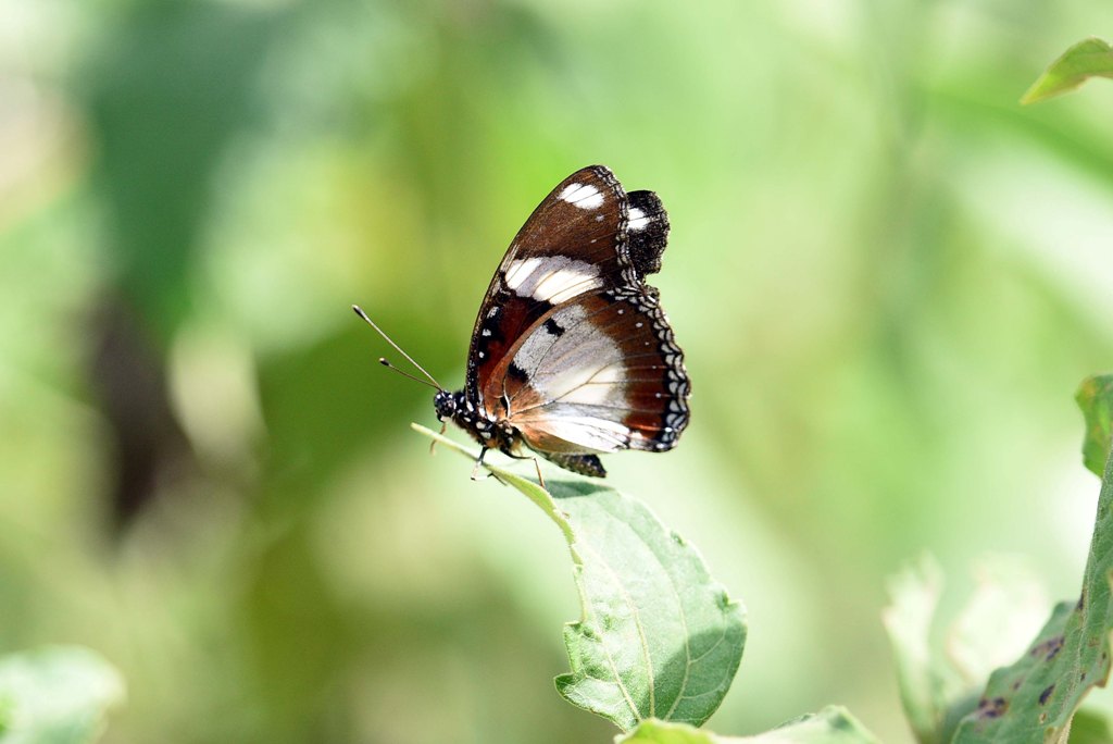 Danied Eggfly