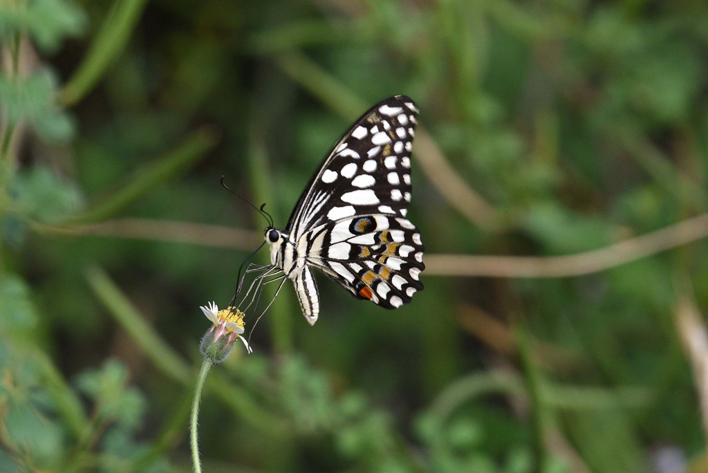 Lime Butterfly