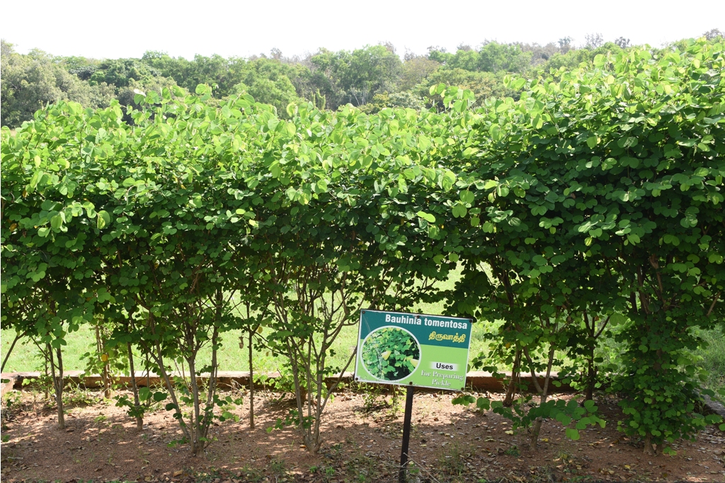 Bauhinia Tomentosa