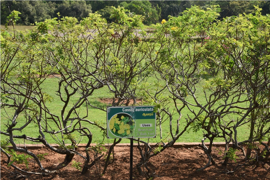 Cassia Auriculata