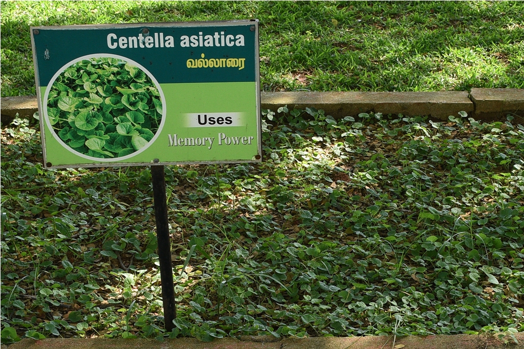 Centella