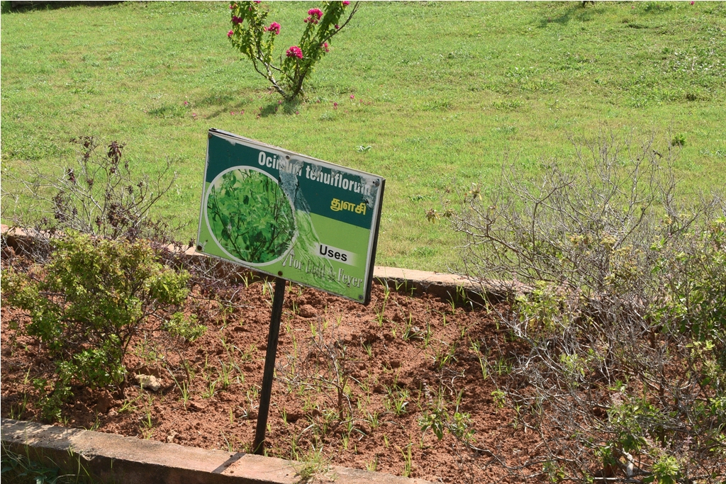 Ocimum Tenuiflorum