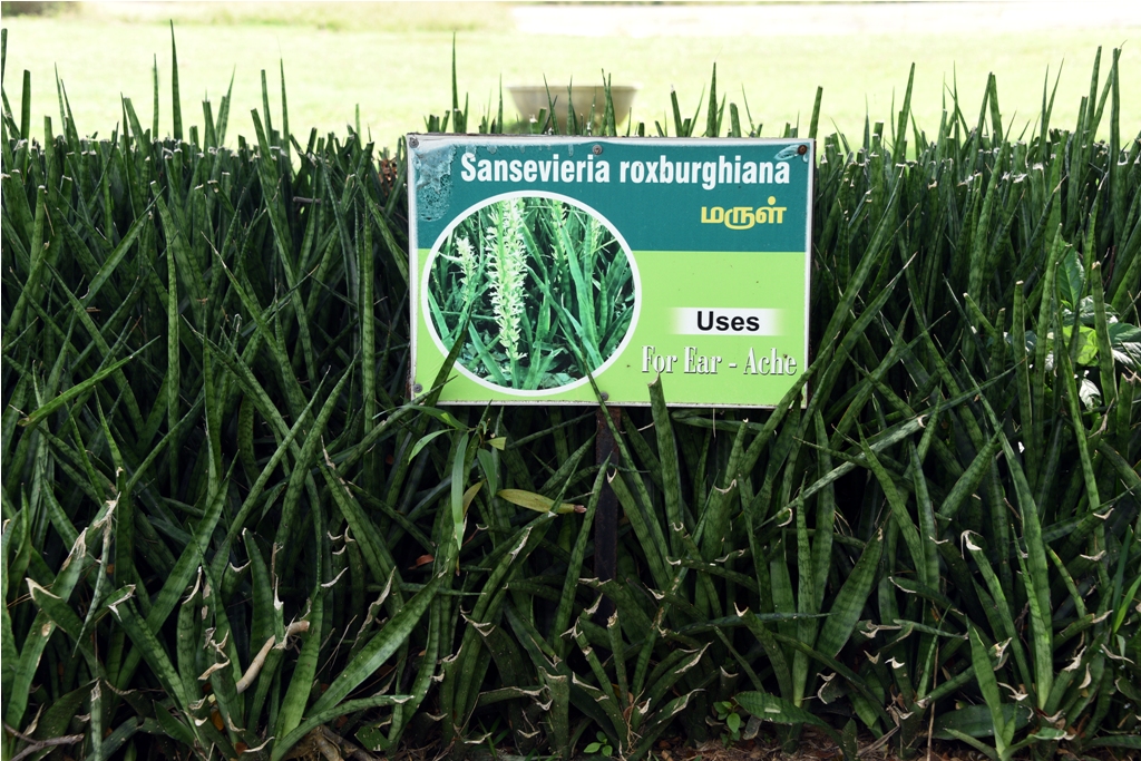 Sansevieria Roxburghiana